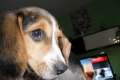 Beagle Welpe, 13Wochen