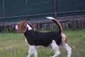 Beagle Welpen suchen ihren Lebensplatz