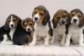 Beagle Welpen suchen ein liebevolles Zuhause