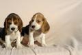 Beagle Welpen tricolor Beagle Welpen tricolor