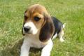 Beagle Welpen tricolor Beagle Welpen tricolor