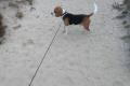 Beagle Welpen tricolor Beagle Welpen tricolor