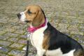Beagle Welpen tricolor Beagle Welpen tricolor