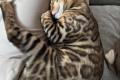 Bengal Kitten whatsapp 01639402448.