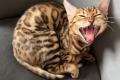 Bengal Kitten whatsapp 01639402448. Bengal Kitten whatsapp 01639402448.