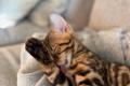 Bengal Kitten whatsapp 01639402448. Bengal Kitten whatsapp 01639402448.