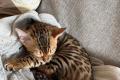 Bengal Kitten whatsapp 01639402448. Bengal Kitten whatsapp 01639402448.