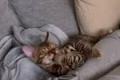Bengal Kitten whatsapp 01639402448. Bengal Kitten whatsapp 01639402448.