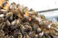 Bienen zu verkaufen in Mögglingen (Postleitzahl:73563)