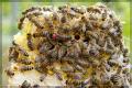 Bienenköniginnen - Carnica - sanftmütig und leistungsstark