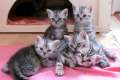 BKH Britisch Kurzhaar Silvertabby Whiskas- Kitten abzugeben