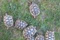 Breitrandschildkröten NZ 2020