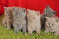 Britisch Kurzhaar BKH Kitten aus exelenter Zucht zu verkaufen