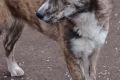 Caya, 6 Monate, zauberhaftes Hundemädchen