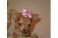 Corazón de fusión taza de té Chihuahua cachorros para la adopción