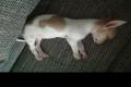 Der kleinbleibende Chihuahua Welpe ROCKY sucht ein 