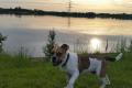 Divo english Bulldog - Beagle Mix 9 Monate jung