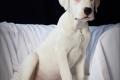 Dogo Argentino Welpen aus liebevoller Hobnyzucht