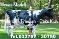 Du möchtest ne Holstein Deko kuh lebensgross / neues
