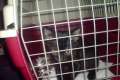 Eclipse gatita negra de 1,5 meses en adopción