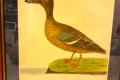 Eleazar Albin - The Wild Duck & The Hen Shoveler, um 
