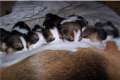 Excelentes cachorros beagle. 3w.lanudos.es