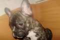 Französische Bulldoggen Welpen zu verkaufen