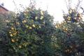 Frische Bio Garte...