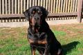 Gebe Rottweiler-Zuchthündin ab !!!