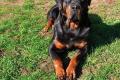Gebe Rottweiler-Zuchthündin ab !!! Gebe Rottweiler-Zuchthündin ab !!!