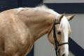 Gesunde und gut ausgebildete Quarter Horse zu 