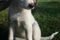 GoldenRetriever LabradorMix - kinderfreundlicher Kuschelpartner