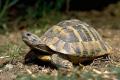 Grichische Landschildkröten mit Cites Papieren
