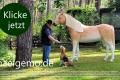 Haflinger Horse Pferd lebensgroß Modell jetzt bei uns erhältlich