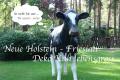 Holen Sie sich das neue Holstein - Friesian Deko Kuh 