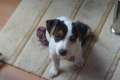 Jack Russel Terrier Welpe sucht dringend neues zu Hause