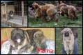 Kaukasische Schäferhund Welpen 14 Wochen alt/ Ohne Papiere