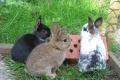 kleine Kaninchen abzugeben
