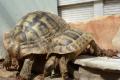 Kostenlos abzugeben: Elf ausgewachsene Landschildkröten