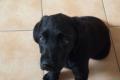 Labrador Welpe in schwarz - rüde - HD + ED freie 