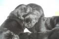 Labrador Welpen, schwarz, geboren am 25.04.13, Preis 