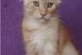 Maine Coon Kitten - solid und tabby !!!