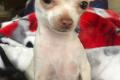 Mini Chihuahua ( max 1,5 kg)