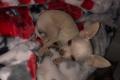 Mini Chihuahua ( max 1,5 kg) Mini Chihuahua ( max 1,5 kg)