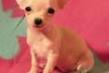 Mini Chihuahua Rüde weiss-beige supersüss