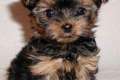 Mini Yorkshire Terrier welpen zuverkaufen