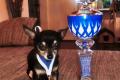 Mipsy Fipsy und Tipsy Mini Chihuahua Welpen