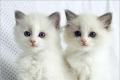 Nette weiße Persisch Kätzchen für gute Wohnungen.