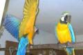 niedliche Blau und Gold Ara Papageien für Re-Zuhause