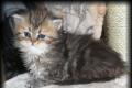 Perser Kitten mit Nase und Stammbaum